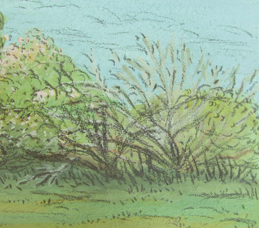 Nature Journaling and Sketching and Why You Should